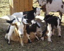 Pile up